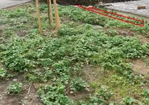 Melonen Standort.webp