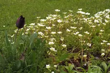 2013_0501Frühling0006.webp