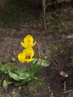 HPIM9475.webp