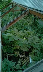 grafting25.webp