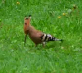 DSC_0330.webp