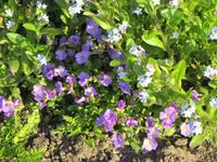 040.webp