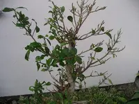 IMGP0369.webp