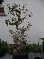 IMGP0370.webp