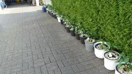 P1040234.webp