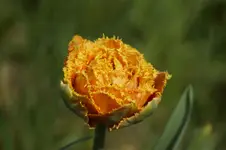 _DSC1460.webp
