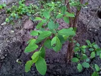 20130506_205238.webp
