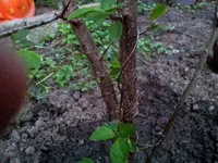 20130506_205232.webp