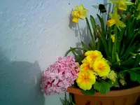 Hummel.webp