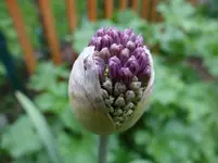 Allium.webp