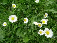 Gänseblümchen.webp