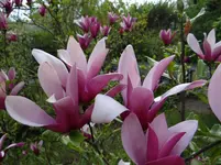 Magnolie.webp