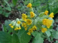 Schlüsselblümchen.webp