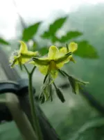 Tomatenblüte.webp