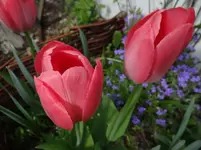 Tulpen.webp