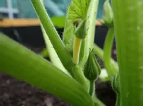 Zucchini.webp