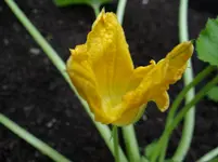 Zucchiniblüte.webp