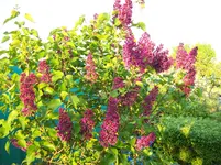 Flieder 1.webp