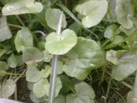 Foto0393.webp