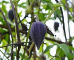 DSC_4333_Clematis.jpg