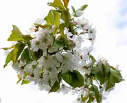 DSC_4344_SuSkirsche.webp
