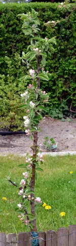 DSC_4348_Saulenapfel.webp