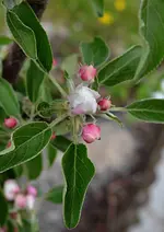 DSC_4349_Apfelblute.webp