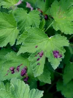 DSC_4363_Rote_Johannisbeere_Blasen.webp