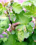 DSC_4362_Rote_Johannisbeere_Blasen.webp