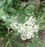 Unkraut-Blüte.webp