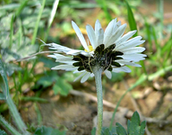 Gaensebluemchen v (2).webp