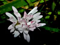 Gaensebluemchen v (3).webp