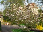 130506 Magnolie setzte sich durch.jpg