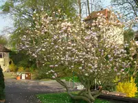 130506 Magnolie setzte sich durch.webp
