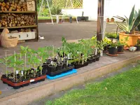 130506 Vor der Auspflanzung.webp