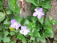 Blumen immergrün1.webp