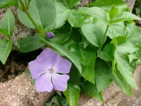 Blumen immergrün.webp