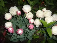 CIMG1265.webp