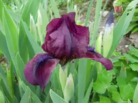 CIMG1202.webp