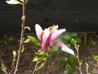 Magnolie 4.5.2013.webp