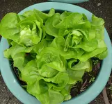 Kopfsalat groß.webp