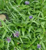 Kornblumen.webp
