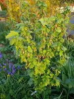 Johannisbeere.webp