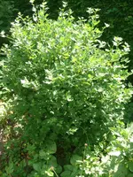 Stachelbeeren1.webp
