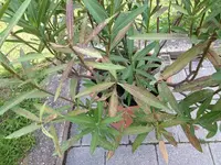 k-Iphone 001.webp