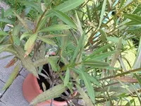 k-Iphone 002.webp