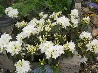 DSCN1961.webp