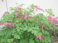 DSCN1963.webp