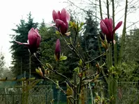 SDC15665.webp
