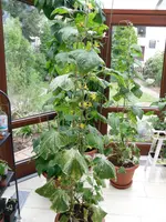 SAM_0751.webp
